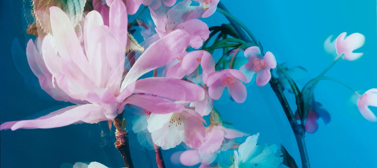 مجموعة Blossoms 
