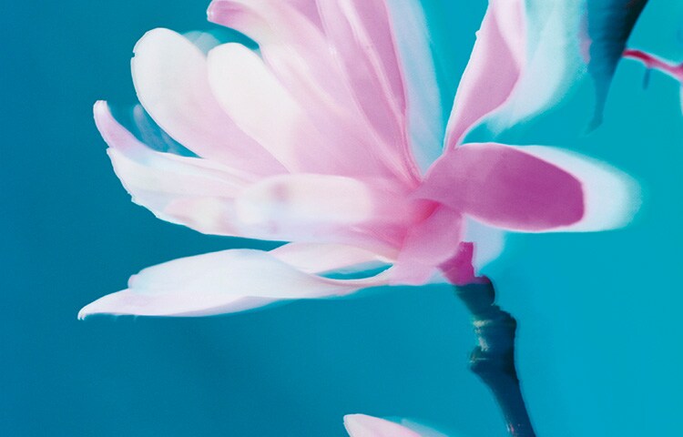 The Blossoms Collection