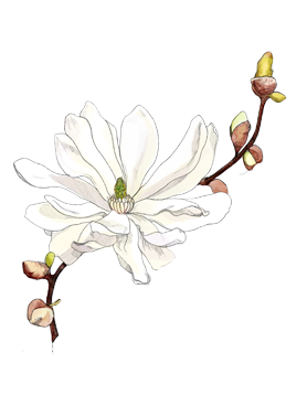 Star Magnolia heart note of Jo Malone London Star Magnolia Cologne in a botanical drawing